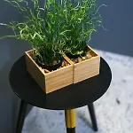 Bema 6 索波特